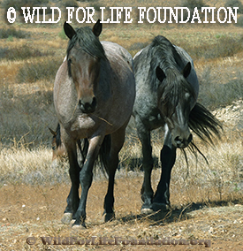 WFLF Rescued Mustangs